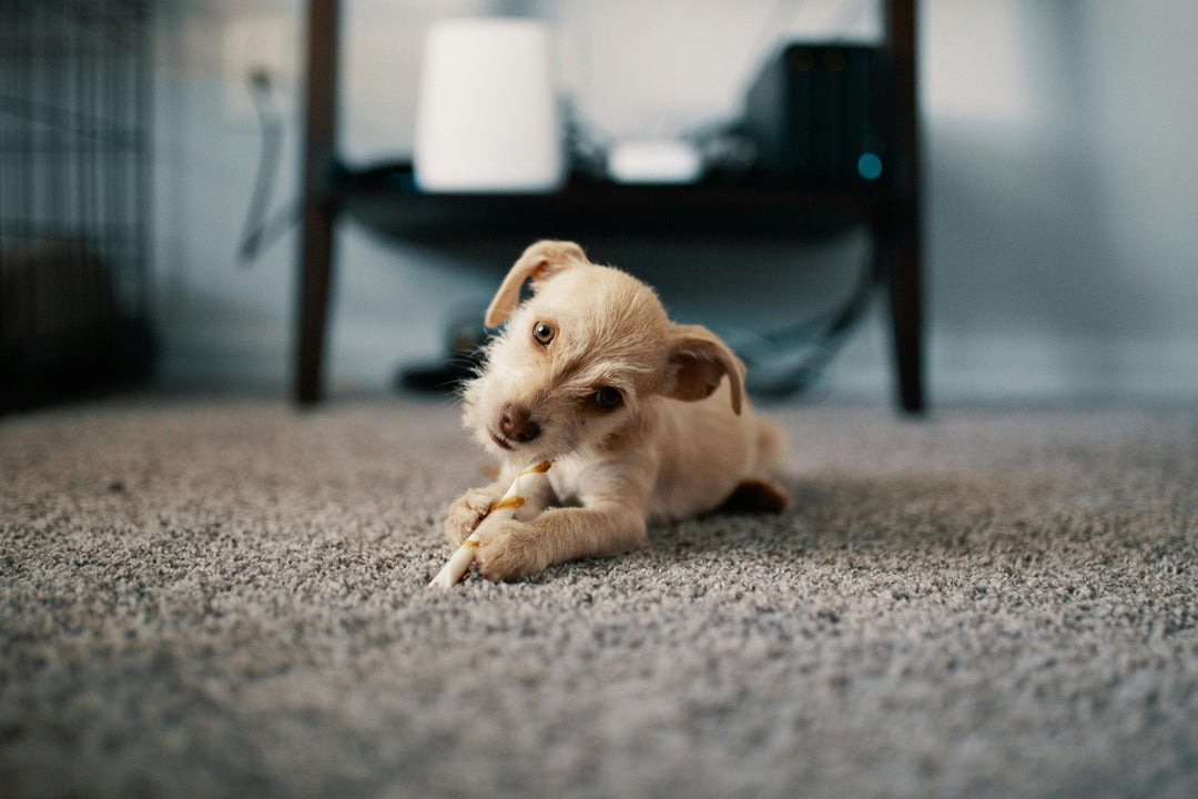Best Rug Materials for Dogs: Guide to Choose Pet Friendly Rugs - The Rug Decor
